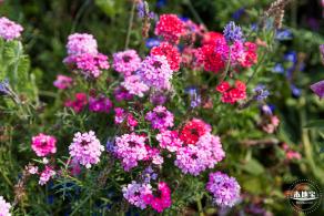 立新湖公园月季花海