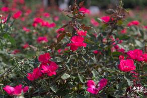 立新湖公园月季花海
