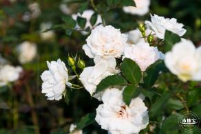 立新湖公园月季花海