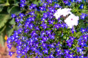 立新湖公园月季花海