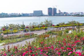 立新湖公园月季花海
