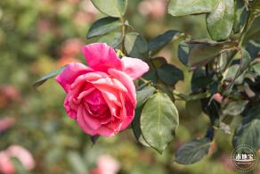 立新湖公园月季花海