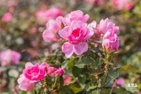 立新湖公园月季花海