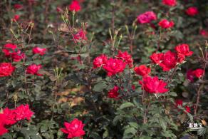 立新湖公园月季花海