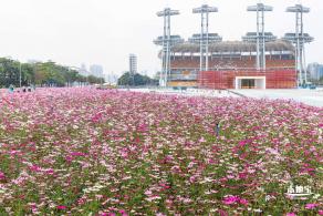 海心沙亚运公园花海