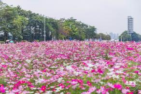 海心沙亚运公园花海
