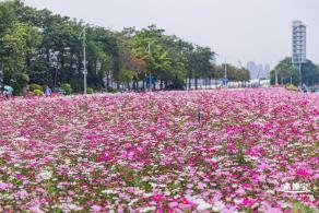 海心沙亚运公园花海