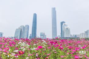 海心沙亚运公园花海