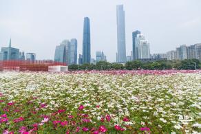 海心沙亚运公园花海