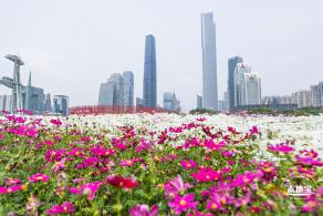 海心沙亚运公园花海