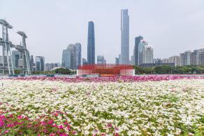 海心沙亚运公园花海