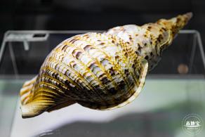 蛇口海洋科普馆