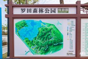 罗田森林公园