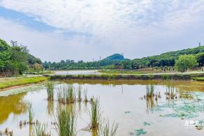 罗田森林公园