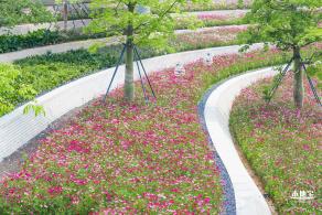 格桑花花海-宝安滨海文化公园