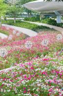格桑花花海-宝安滨海文化公园