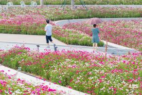 格桑花花海-宝安滨海文化公园