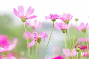 格桑花花海-宝安滨海文化公园