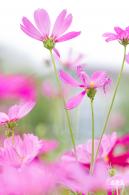 格桑花花海-宝安滨海文化公园