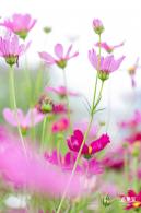 格桑花花海-宝安滨海文化公园