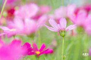 格桑花花海-宝安滨海文化公园