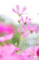 格桑花花海-宝安滨海文化公园