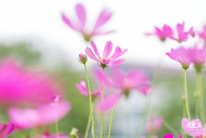格桑花花海-宝安滨海文化公园