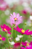 格桑花花海-宝安滨海文化公园