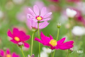 格桑花花海-宝安滨海文化公园