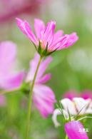格桑花花海-宝安滨海文化公园