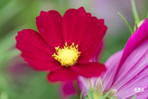 格桑花花海-宝安滨海文化公园