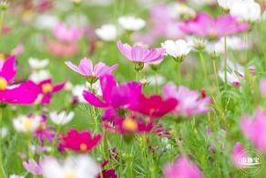 格桑花花海-宝安滨海文化公园