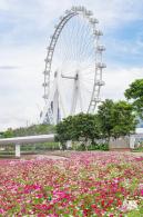 格桑花花海-宝安滨海文化公园
