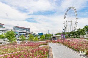 格桑花花海-宝安滨海文化公园