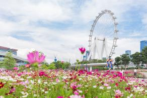 格桑花花海-宝安滨海文化公园