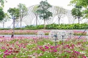 格桑花花海-宝安滨海文化公园