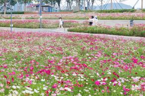 格桑花花海-宝安滨海文化公园