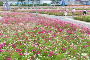 格桑花花海-宝安滨海文化公园