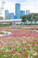 格桑花花海-宝安滨海文化公园
