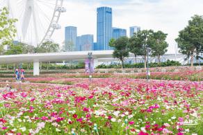 格桑花花海-宝安滨海文化公园