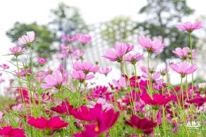 格桑花花海-宝安滨海文化公园