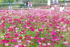 格桑花花海-宝安滨海文化公园