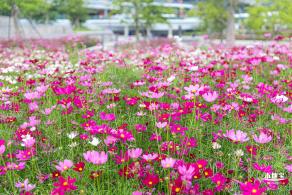 格桑花花海-宝安滨海文化公园