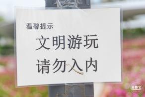 格桑花花海-宝安滨海文化公园