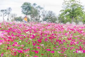 格桑花花海-宝安滨海文化公园