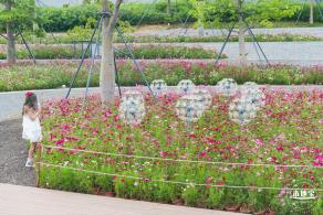 格桑花花海-宝安滨海文化公园