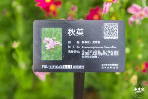 格桑花花海-宝安滨海文化公园
