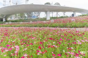 格桑花花海-宝安滨海文化公园