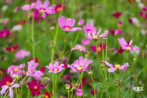 格桑花花海-宝安滨海文化公园