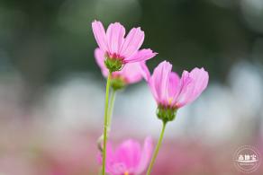 格桑花花海-宝安滨海文化公园